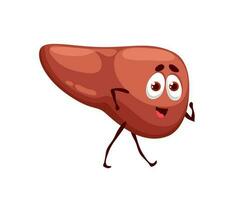 Human funny cartoon liver character, healthy organ vector