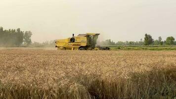 harvester mower mechanism cuts wheat spikelets. Agricultural harvesting works. the harvester moves in field and mows ripe wheat. large harvester harvests grain in the sunset. agricultural business video