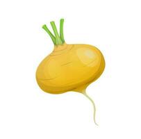 Isolated raw turnip radish, cartoon vegetable vector