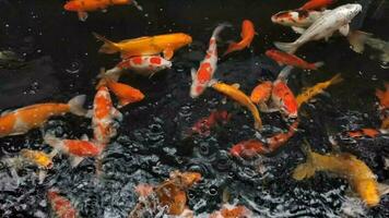 lujoso carpa pescado o koi pescado en el estanque. el acuático animales en lluvioso días. relajante ambiente video