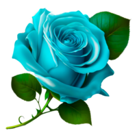 bleu Rose png