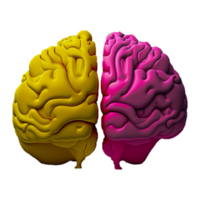 humano cerebro en dos color png