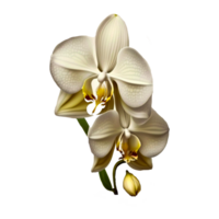 white orchid png