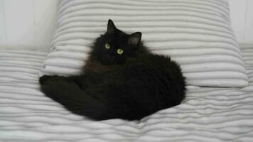 Preto gato mentiras dentro cama e parece em volta, cabeça em uma travesseiro. dia das Bruxas símbolo video