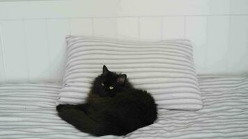 negro gato mentiras en cama y mira alrededor, cabeza en un almohada. Víspera de Todos los Santos símbolo video