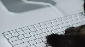 Cute black cat is typing text on a computer keyboard video