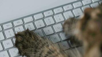 fofa malhado gato é digitando texto em uma computador teclado video