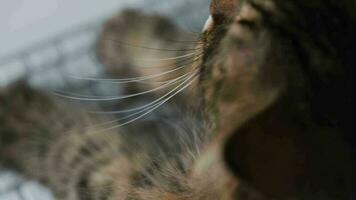 mignonne tigré chat est dactylographie texte sur une ordinateur clavier video