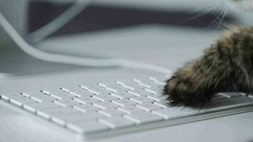 Cute tabby cat is typing text on a computer keyboard video