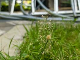 A close up of Kyllinga brevifolia plant photo