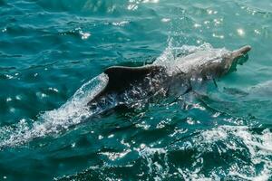 Dolphin in natural environment. Dolphin spotting watch sightseeing cruise tours in middle east. photo