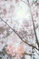 Japanese sakura cherry blossoms against blue sky photo