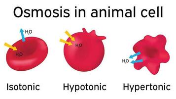 Osmosis in animal cell. vector