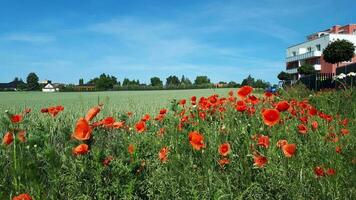 Country landscape. Poppy field with red poppies on the background of village houses. photo