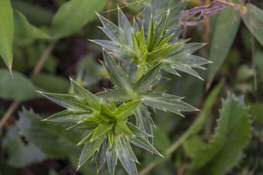 Close up photo of green ferns leaf on the forest when spring time. The photo is suitable to use for green leaf background, nature background and botanical content media.