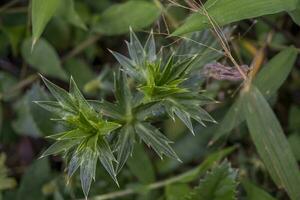 cerca arriba foto de verde helechos hoja en el bosque cuando primavera tiempo. el foto es adecuado a utilizar para verde hoja fondo, naturaleza antecedentes y botánico contenido medios de comunicación.