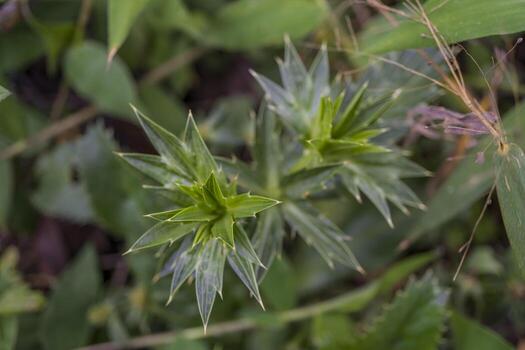 Close up photo of green ferns leaf on the forest when spring time. The photo is suitable to use for green leaf background, nature background and botanical content media.