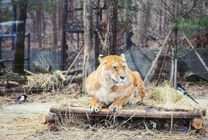 Liger, half tiger and lion photo