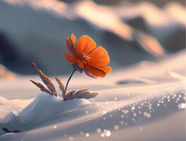 mountain red flower among the snow. photo