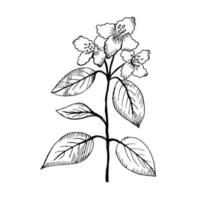 Jasmine. Illustration of a branch of a jasmine plant. Decorative fragrant plant with white flowers is drawn by hand. Vector