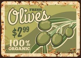 Fresh olives rusty metal plate, vector product