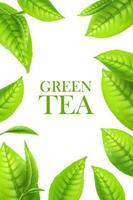 Green tea leaves, organic herbal background, ads vector