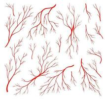 Red veins, anatomy blood artery and eye capillary vector