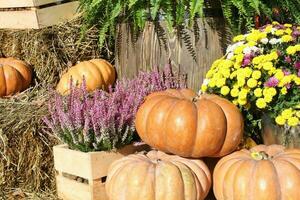 Pumpkins and autumn flowers on a haystacks. Harvest time on a farm. Fall fair of fresh organic vegetables. Festive decor in garden. Agriculture market. Rural scene. Vegetarian and vegan food day. photo