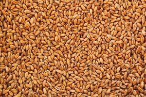 Whole golden wheat grain kernels background. Harvesting season concept. Textured design effect. Rural farm scene. Agricultural organic backdrop. Close up, top view photo