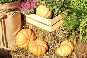 Pumpkins and autumn flowers on a haystacks. Harvest time on a farm. Fall fair of fresh organic vegetables. Festive decor in garden. Agriculture market. Rural scene. Vegetarian and vegan food day. photo