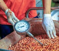 Workers use to measure the temperature of the fermented cocoa beans, fermenting fresh cocoa seeds to make chocolate. photo
