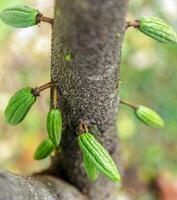 cosecha de pequeñas vainas de cacao verde crudo. cultivo de frutos de cacao colgando de un árbol de cacao foto