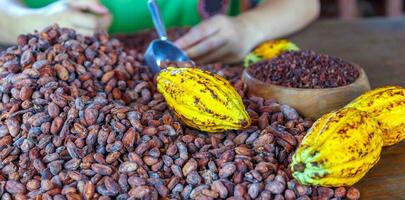 Cacao nibs and  cocoa bean white cacao pods on a wooden table photo