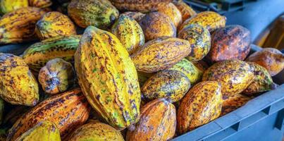 vainas de cacao maduras o frutos de cacao amarillo cosechan granos de cacao para enviar a la fábrica de chocolate foto