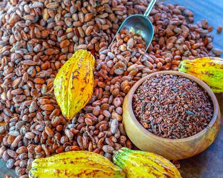Cacao nibs are cocoa beans that have been cold-ground or ground at low temperatures to form tiny, bitter organic cocoa beans. photo