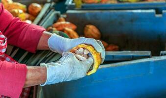 Close-up of a worker's hand cut ripe cacao pods or yellow cacao fruit Harvest cocoa seeds to send to the chocolate factory photo