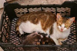 marrón y blanco gato sentado en negro caja con gatito y acecho arriba y abajo en calle foto