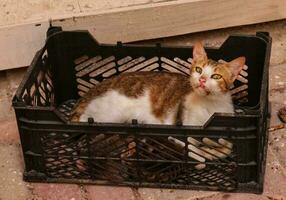 Brown and white cat sitting in black box with kitten and watching up and down in street photo