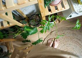 Bare feet florist on a jute rug near shelving with a group of indoor plants in the natural interior. Houseplant Growing and caring for indoor plant, green home photo