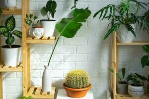 Large echinocactus Gruzoni in the interior of a green house with shelving collections of domestic plants. Home crop production, plant breeder admiring a cactus in a pot photo