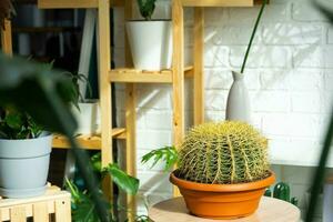 grande equinocactus gruzoni en el interior de un verde casa con estantería colecciones de Doméstico plantas. hogar cosecha producción, planta criador admirativo un cactus en un maceta foto