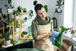 mujer toallitas el polvo con un trapo desde el hojas de hogar en conserva plantas, crecido con amor en estantería en el interior de el casa. hogar planta creciente, verde casa, pureza y salud de plantas. foto