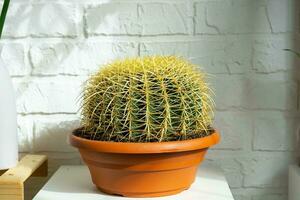 grande equinocactus gruzoni en el interior en contra el antecedentes de un blanco ladrillo pared. hogar cosecha producción, grande cactus en un maceta foto