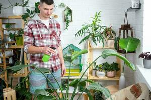 Man sprays from a spray gun home plants from her collection, grown with love on shelves in the interior of the house. Home plant growing, green house, water balance, humidification photo
