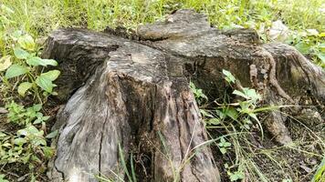 A tree stump with a green plant growing out of it. photo