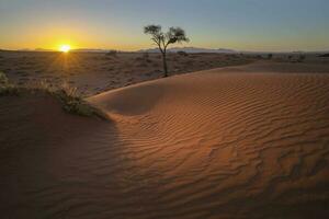 Wind swept patterns on red sand dune at sunet photo