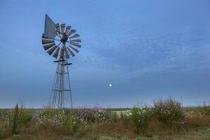 lleno Luna a molino y cosmos flores antes de amanecer foto