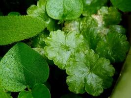 Macro of fresh green young fern on grass. photo