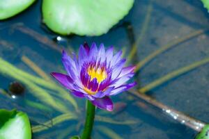 A water lily with a purple flower in water photo