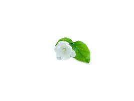 Arabian jasmine flowers with leaves isolated on white background photo